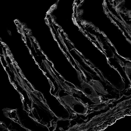 CIL:12293, Mus musculus, epithelial cell