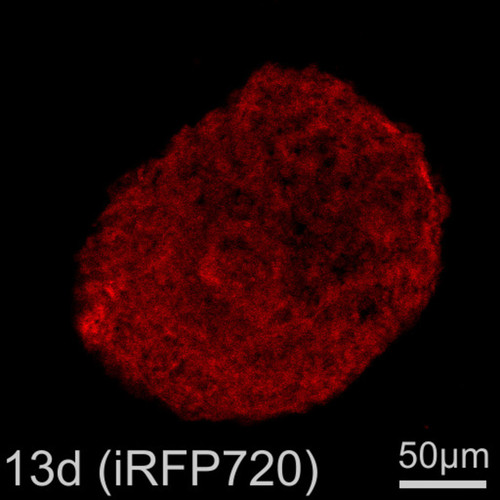 CIL: 54807, Homo sapiens, SBAD2 human iPSC line