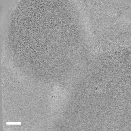 CIL:26320, Saccharomyces cerevisiae