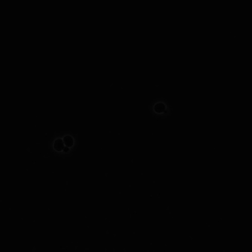 CIL:35823, Saccharomyces cerevisiae