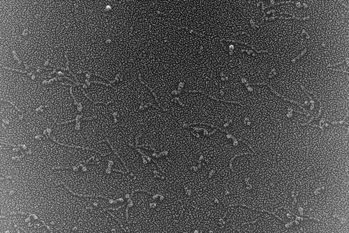 CIL:832, Oryctolagus cuniculus, skeletal muscle cell