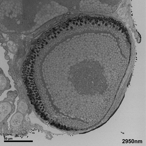 CIL:6516, Danio rerio, Eye