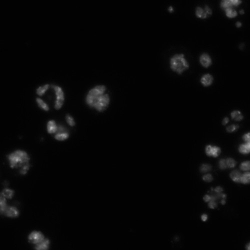 CIL:21760, Drosophila melanogaster, epithelial