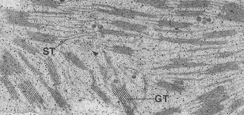 CIL:39081, Triticum sp., leaf