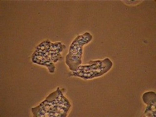 CIL:19336, Naegleria fowleri, cell by organism, eukaryotic cell, Eukaryotic Protist, Amoeboid Protist