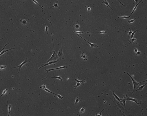 CIL:8843, Mus musculus, permanent cell line cell