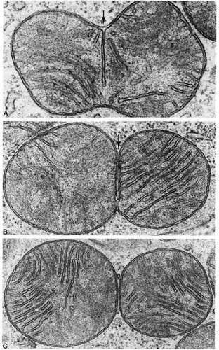 CIL:11420, Talpidae