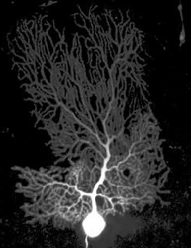 CIL:39956, Rattus norvegicus, Purkinje cell