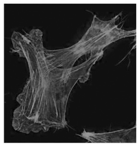 CIL:10016, Mus musculus, early embryonic cell, fibroblast