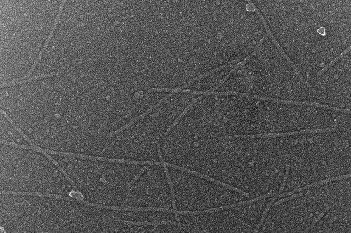 CIL:6262, Oryctolagus cuniculus, skeletal muscle cell