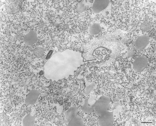 CIL:36221, Tetrahymena pyriformis, cell by organism, eukaryotic cell, Eukaryotic Protist, Ciliated Protist