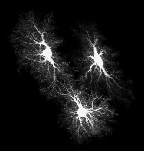 CIL:39964, Rattus norvegicus, astrocyte