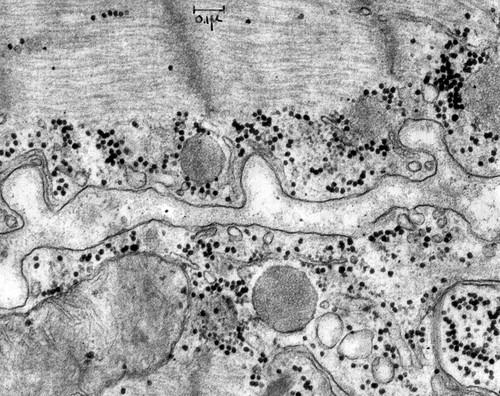 CIL:37210, Rattus, cardiac muscle cell