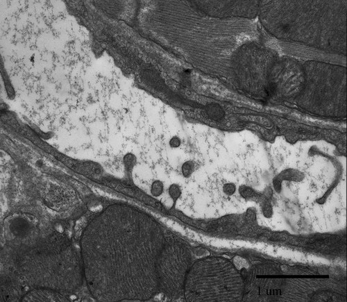 CIL:39754, Mus musculus, cardiac muscle cell