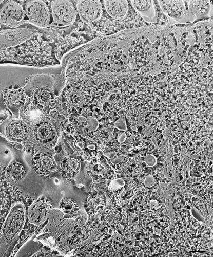 CIL:21652, Paramecium multimicronucleatum, cell by organism, eukaryotic cell, Eukaryotic Protist, Ciliated Protist