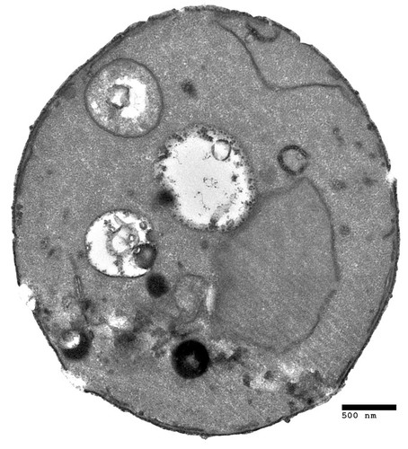 CIL:40431, Saccharomyces cerevisiae, derived from S288c