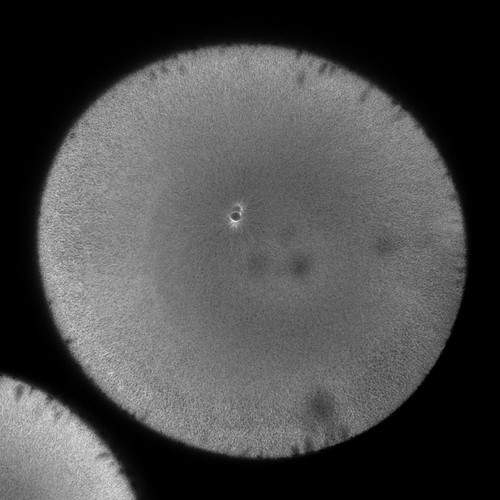 CIL:36521, Xenopus laevis, fertilized egg