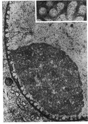 CIL:11056, Hirudinea, neuron associated cell (sensu Nematoda and Protostomia)