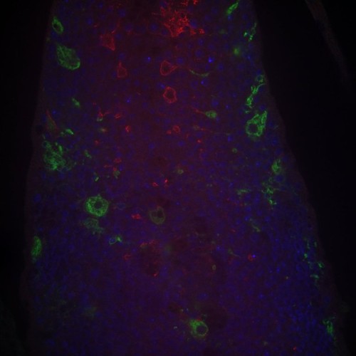 CIL: 54678, Drosophila melanogaster, astrocytes (red)