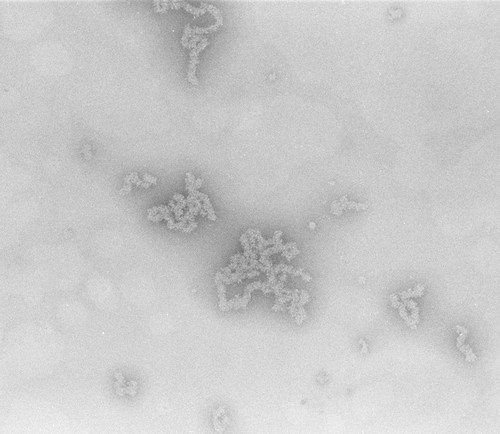 CIL:705, Necturus maculosus, nucleate erythrocyte