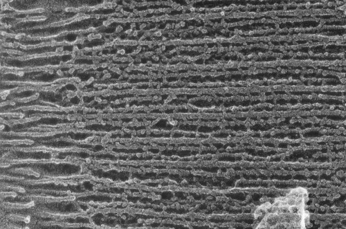 CIL:1449, Oryctolagus cuniculus, skeletal muscle cell