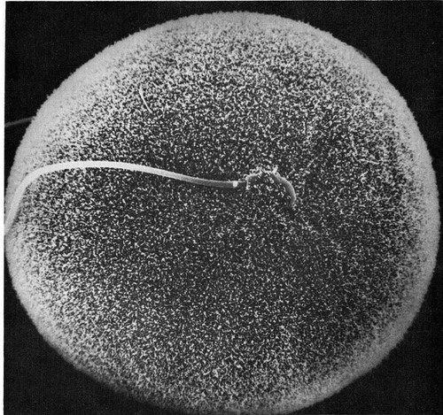 CIL:11094, Phodopus, oocyte, sperm