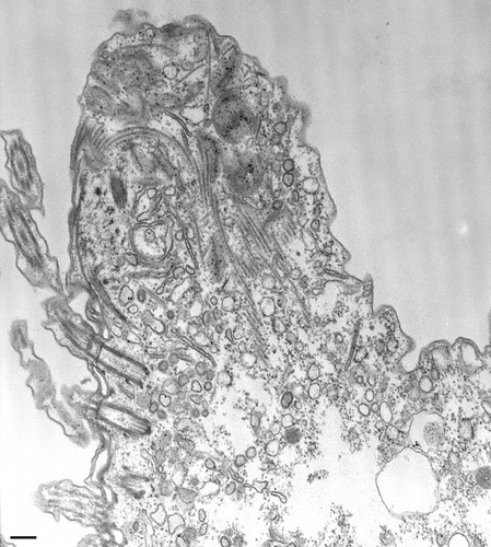 CIL:36781, Paramecium caudatum, cell by organism, eukaryotic cell, Eukaryotic Protist, Ciliated Protist