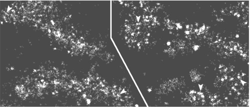 CIL:39746, Drosophila melanogaster, early embryonic cell