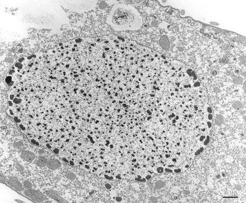 CIL:34615, Tetrahymena pyriformis, cell by organism, eukaryotic cell, Eukaryotic Protist, Ciliated Protist