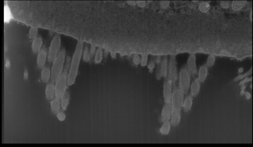 CIL: 50711, FIB-SEM Dataset of anti-PKHD1L1 Immuno-Gold Labeled Outer Hair Cell Stereocilia Bundles: 4.8_Cell_4_Surface_Rendering