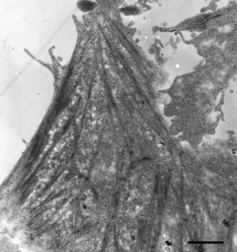 CIL:12599, Canis lupus familiaris, epithelial cell