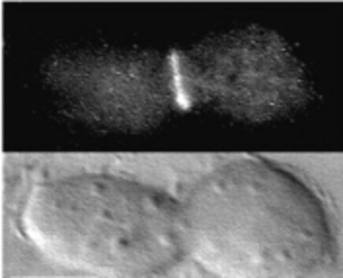 CIL:38858, Arabidopsis thaliana, leaf