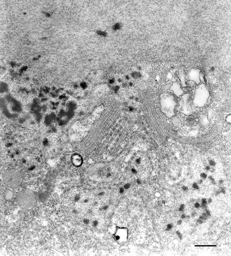 CIL:36663, Paramecium multimicronucleatum, cell by organism, eukaryotic cell, Eukaryotic Protist, Ciliated Protist