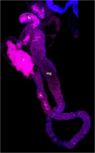 CIL:12653, Insect host: Dalbulus maidis (Hemiptera, Cicadellidae), epithelial cell, bacteria