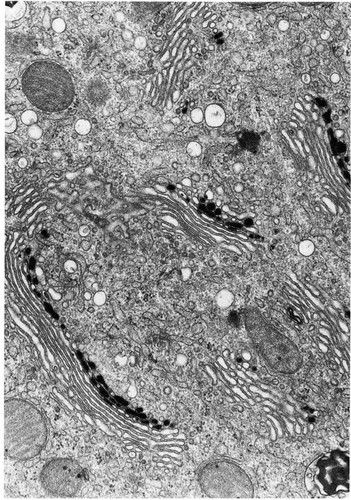 CIL:11364, Rattus, epithelial cell