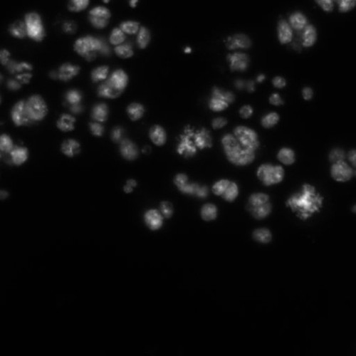 CIL:21768, Drosophila melanogaster, epithelial