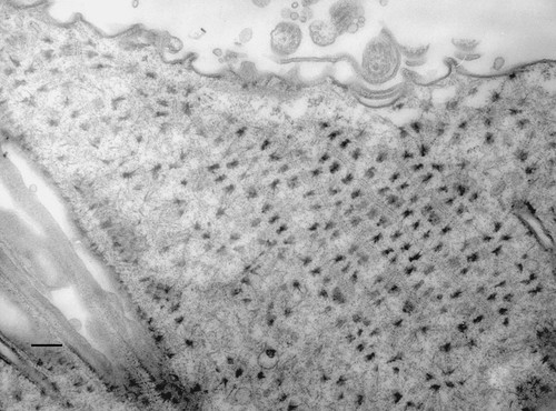 CIL:36707, Paramecium multimicronucleatum, cell by organism, eukaryotic cell, Eukaryotic Protist, Ciliated Protist