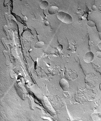 CIL:39503, Vorticella microstoma, cell by organism, eukaryotic cell, Eukaryotic Protist, Ciliated Protist