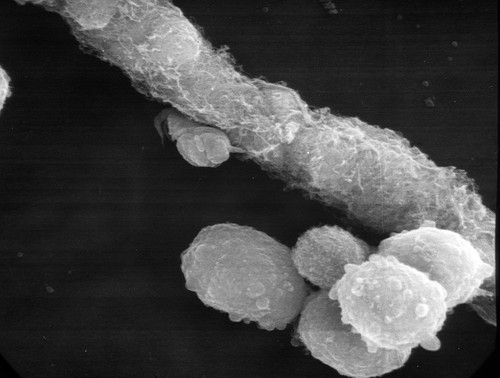 CIL:37317, Cavia porcellus, pancreatic acinar cell