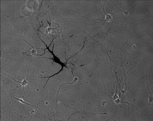 CIL:843, Rattus, multipolar neuron