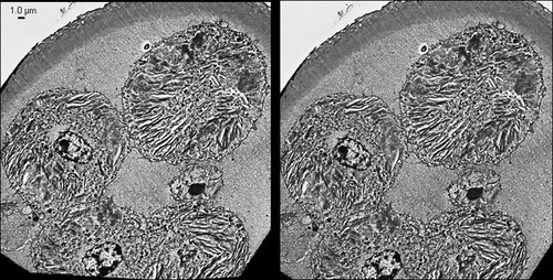 CIL:40673, Mesocricetus auratus, early embryonic cell