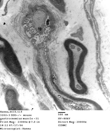 CIL:403, Mus musculus, skeletal muscle cell