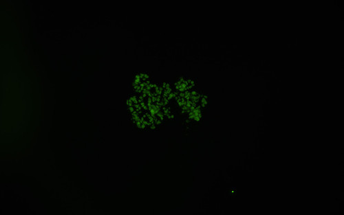 CIL: 54792, Homo sapiens, SBAD2 human iPSC line