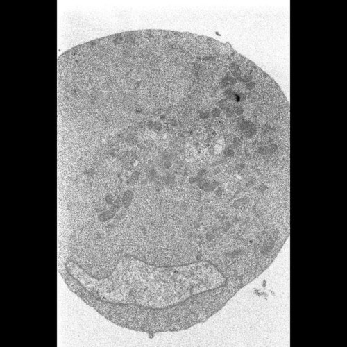 CIL:40113, Drosophila melanogaster, embryonic cell