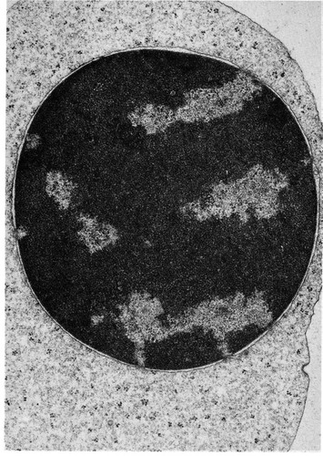 CIL:10979, Cavia porcellus, erythroblast