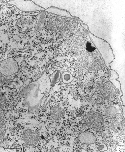 CIL:36226, Tetrahymena pyriformis, cell by organism, eukaryotic cell, Eukaryotic Protist, Ciliated Protist