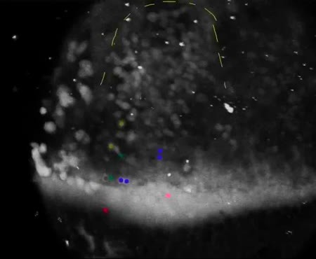 CIL:11820, Danio rerio, yolk syncytial layer cell