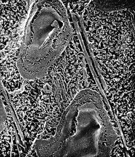 CIL:39320, Paramecium multimicronucleatum, cell by organism, eukaryotic cell, Eukaryotic Protist, Ciliated Protist