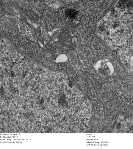 CIL: 50729, Drosophila melanogaster