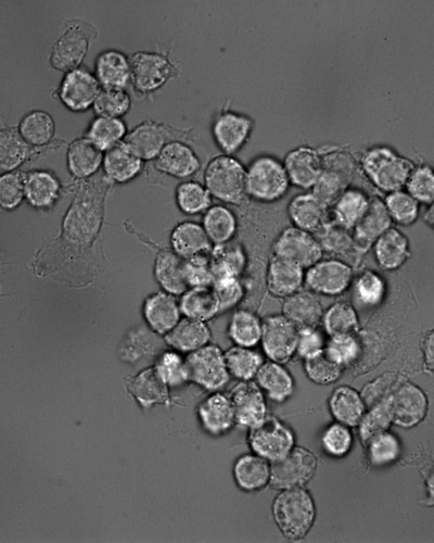 CIL: 50988, Mus musculus, RAW 264.7 TIB-71